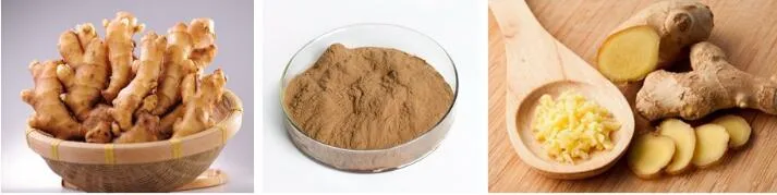 SOST Super Quality Wholesale EU Organic Ginger Extract Powder