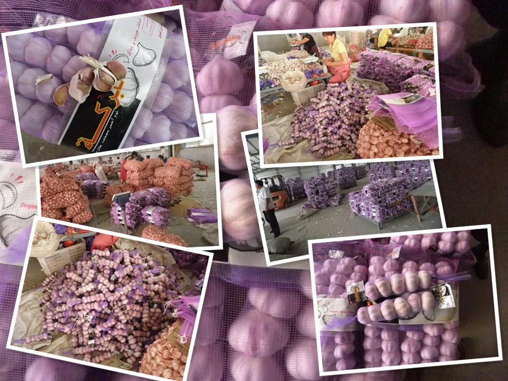 China Exporter of Fried Garlic