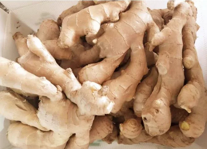 New Crop Fresh Air-Dried Ginger Organic From China EU Standard Brc