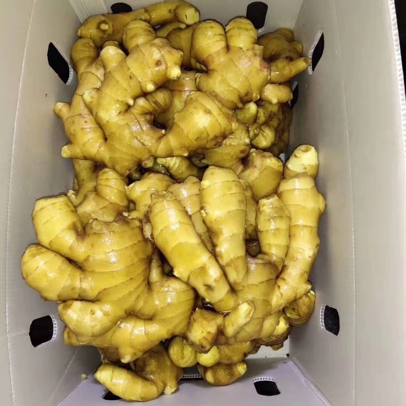 New Crop Fresh Air-Dried Ginger Organic From China EU Standard Brc