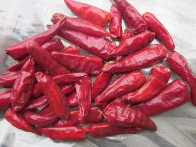 Chili Chaotian seco chino / Pimienta de Cayena Bullet Chili