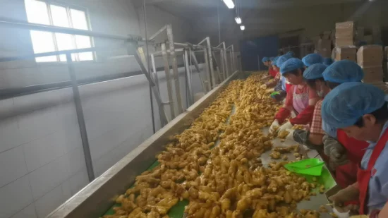 Nueva cosecha Origen de China Jengibre amarillo fresco Gingembre Secado al aire Super calidad Alimentos saludables Alimentos frescos Jengibre